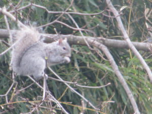 grey squirrel in Norway maple treetree